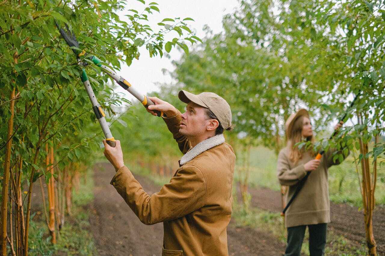 Professional Tree Service in Castle Pines Village, CO